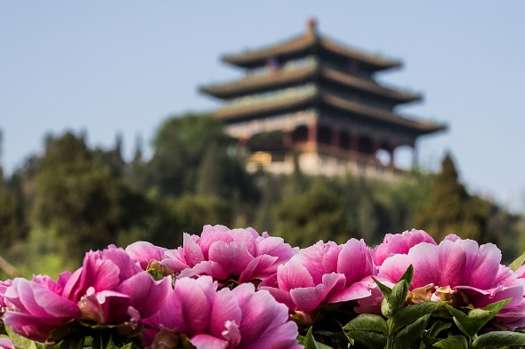 Hoa mẫu đơn nở rộ trong công viên Jingshan